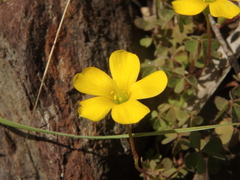 Oxalidaceae