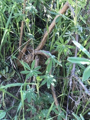 Lupinus longifolius
