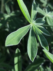 Lupinus longifolius