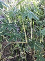 Lupinus longifolius