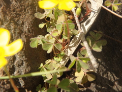 Oxalidaceae