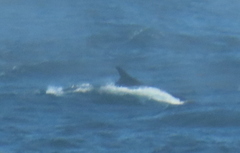 Balaenoptera physalus