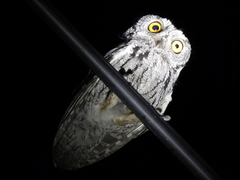 Megascops trichopsis