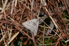 Dichromodes indicataria
