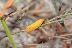 Endeolena aurinatella