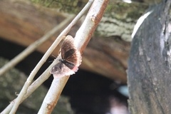 Biblis hyperia