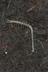 Cormocephalus esulcatus