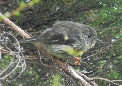 Petroica macrocephala macrocephala