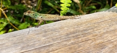 Anolis distichus