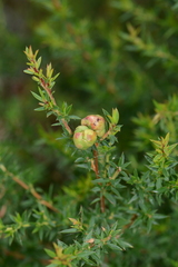 Eremococcus turbinatus