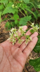 Mikania cordifolia