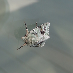 Lacinipolia laudabilis