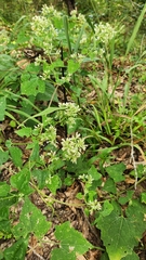 Mikania cordifolia