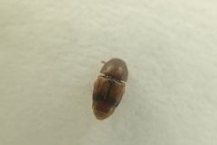 Carpophilus davidsoni