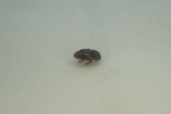 Carpophilus davidsoni