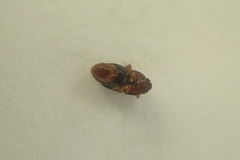 Carpophilus davidsoni