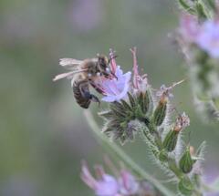 Echium lusitanicum