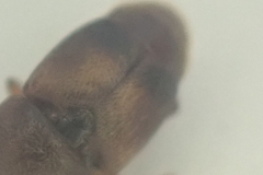 Carpophilus davidsoni