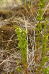 Euphrasia mollis