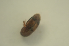 Carpophilus davidsoni