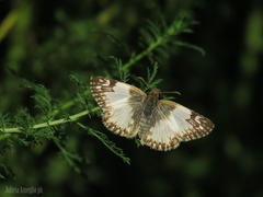 Heliopetes omrina