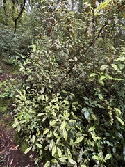 Quintinia serrata