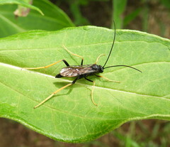 Exetastes suaveolens