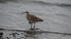 Numenius phaeopus hudsonicus