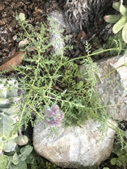 Phacelia tanacetifolia