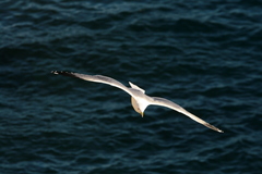 Larus michahellis