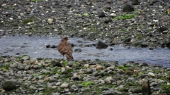 Daptrius chimango temucoensis