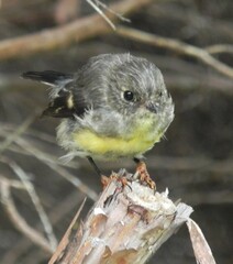 Petroica macrocephala macrocephala
