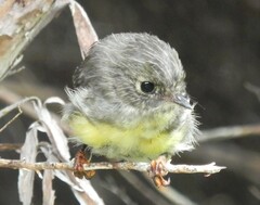 Petroica macrocephala macrocephala