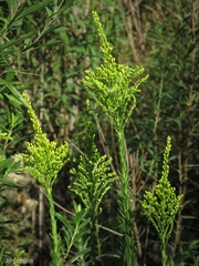 Solidago chilensis