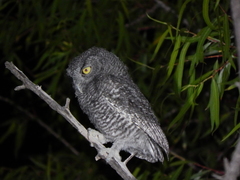 Megascops trichopsis