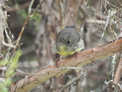 Petroica macrocephala macrocephala