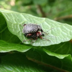 Otiorhynchus coecus