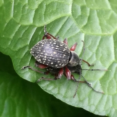 Otiorhynchus coecus