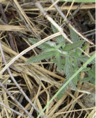 Lippia stoechadifolia