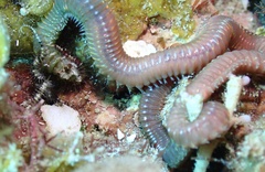 Eunicidae