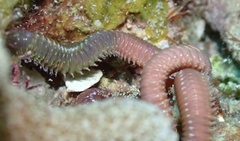 Eunicidae