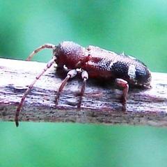 Psenocerus supernotatus