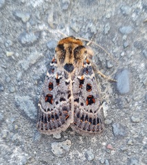 Proteuxoa sanguinipuncta