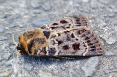 Proteuxoa sanguinipuncta
