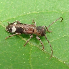 Psenocerus supernotatus