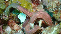 Eunicidae