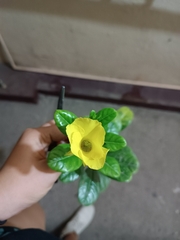 Pentalinon luteum