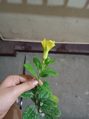 Pentalinon luteum