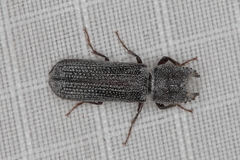 Bostrychoplites cornutus