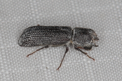 Bostrychoplites cornutus